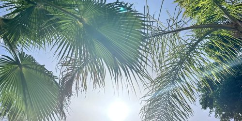 Riad Lotus Bleu - palmier